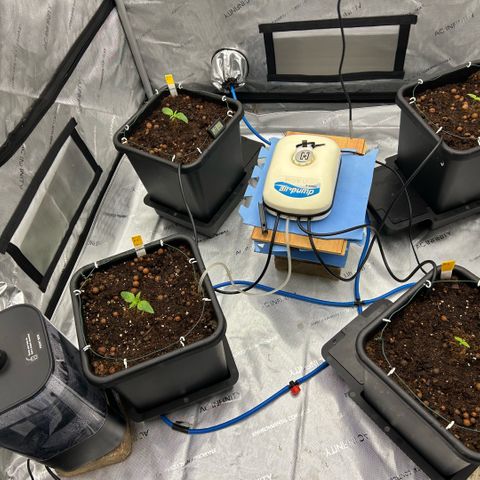 AMG #3 growlog timeline photo