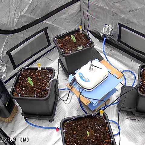 AMG #3 growlog timeline photo