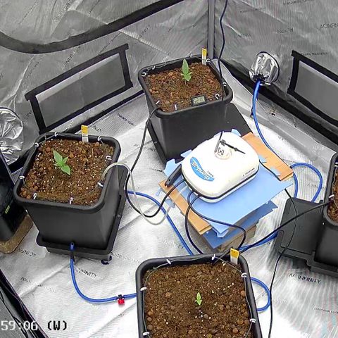 AMG #3 growlog timeline photo