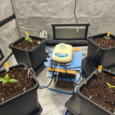 AMG #3 growlog timeline photo