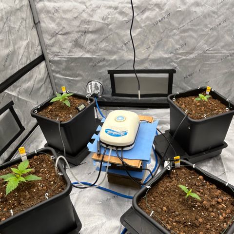 AMG #3 growlog photo: Water turned on . 