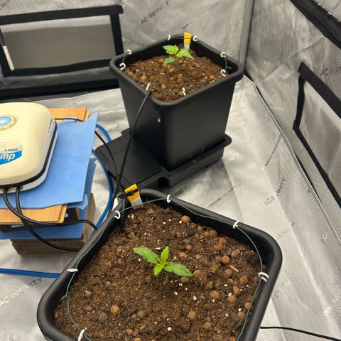 Amsterdam Amnesia  #2 growlog timeline photo