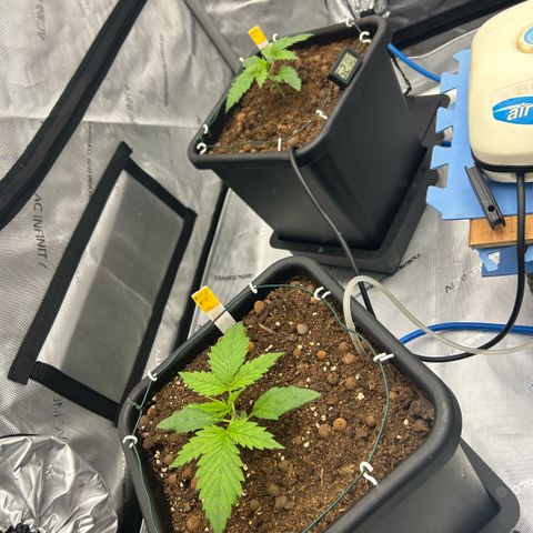 AMG #3 growlog timeline photo