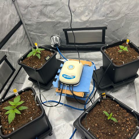 AMG #3 growlog timeline photo