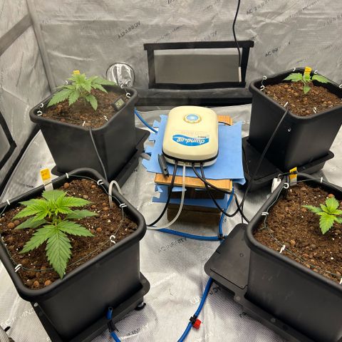 AMG #3 growlog timeline photo