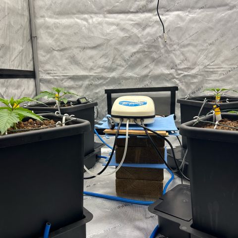 AMG #3 growlog timeline photo