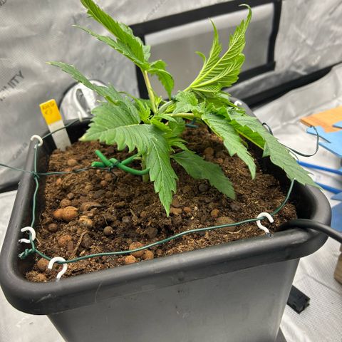 AMG #3 growlog photo: 1 st bend . LST 
