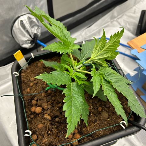 AMG #3 growlog photo: 1 st bend . LST 
