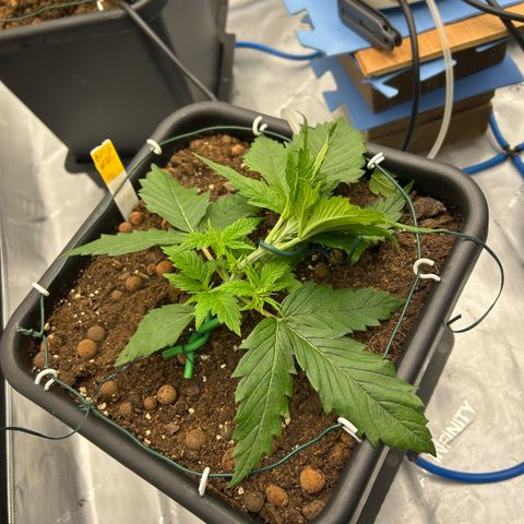 AMG #4 growlog photo: 1 st bends 