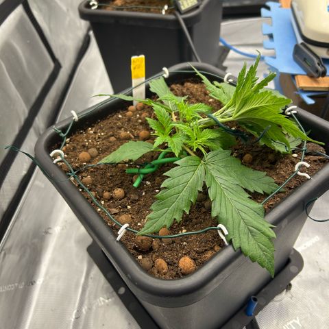AMG #4 growlog photo: 1 st bends 