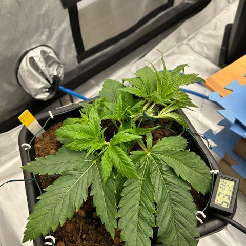 AMG #3 growlog timeline photo