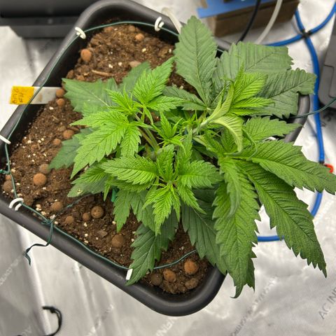 AMG #4 growlog timeline photo
