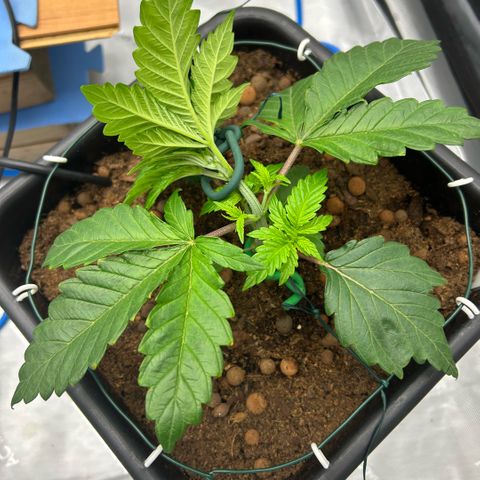 Amsterdam Amnesia  #1 growlog timeline photo