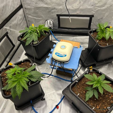 AMG #3 growlog timeline photo
