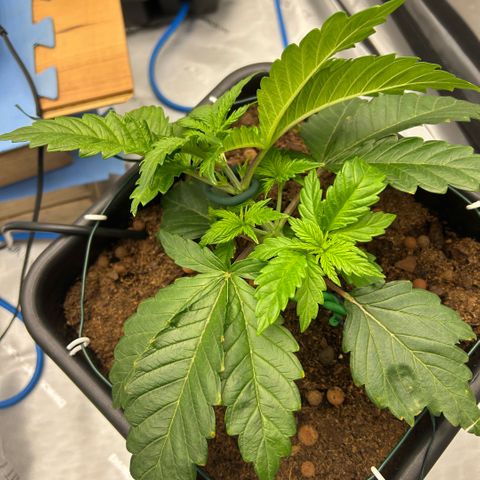 Amsterdam Amnesia  #1 growlog photo: Topped and rebent 