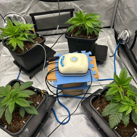 AMG #3 growlog timeline photo
