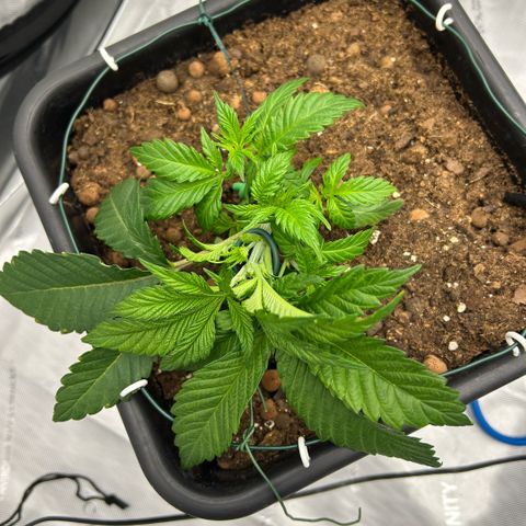 Amsterdam Amnesia  #2 growlog photo: 1st bend. 