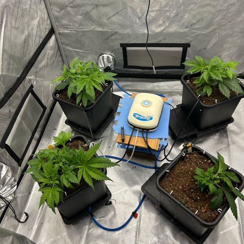 AMG #3 growlog timeline photo