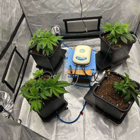 AMG #3 growlog timeline photo