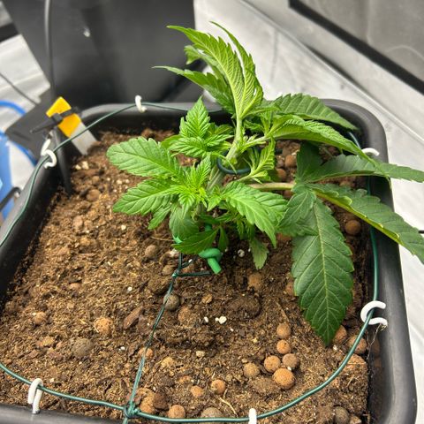 Amsterdam Amnesia  #2 growlog timeline photo