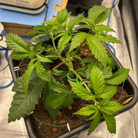 Amsterdam Amnesia  #2 growlog photo: 2nd bends 