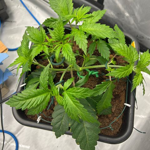 Amsterdam Amnesia  #2 growlog photo: 2nd bends 