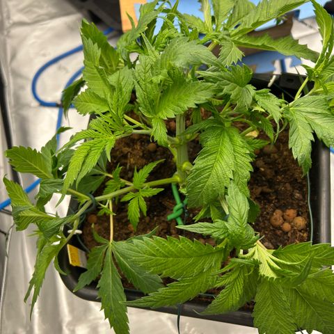 AMG #3 growlog photo: 2/3 rd bends