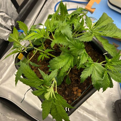 AMG #3 growlog photo: 2/3 rd bends