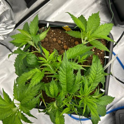 AMG #4 growlog photo: 2/3 rd bends 