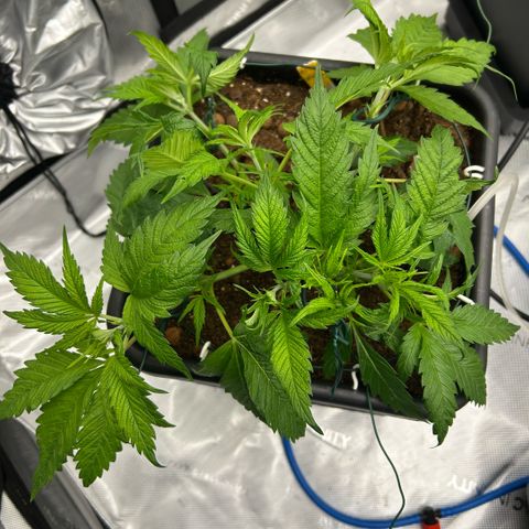 AMG #4 growlog photo: 2/3 rd bends 
