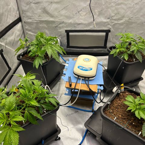 AMG #3 growlog timeline photo