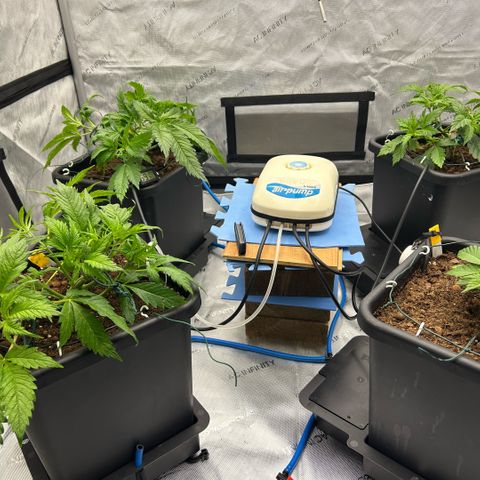 AMG #3 growlog timeline photo
