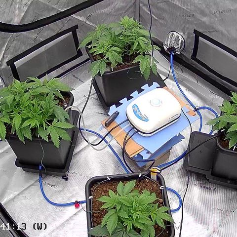 AMG #3 growlog timeline photo