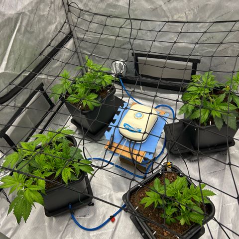 AMG #3 growlog timeline photo
