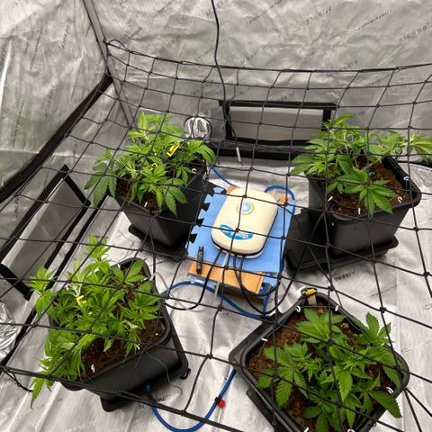 AMG #3 growlog photo: Bud clips and re bends