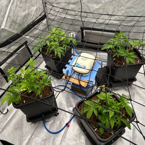 AMG #3 growlog photo: Bud clips and re bends