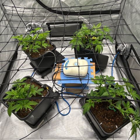 AMG #3 growlog photo: Bud clips and re bends