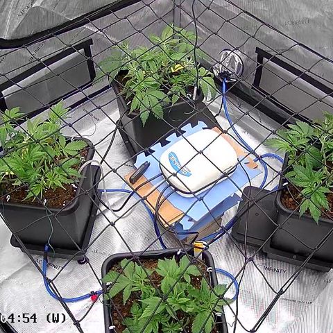 AMG #3 growlog timeline photo