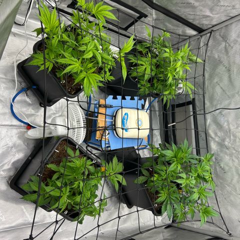 AMG #3 growlog timeline photo