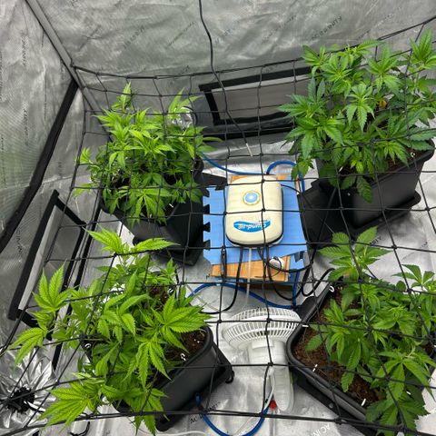 AMG #3 growlog timeline photo
