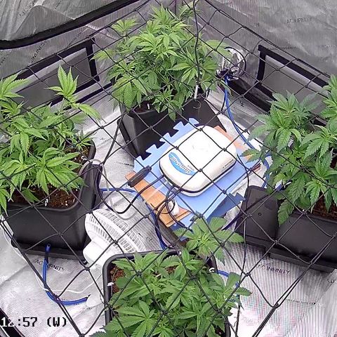 AMG #3 growlog timeline photo