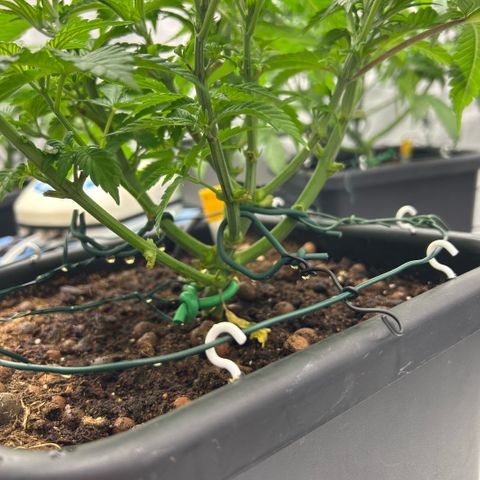 Amsterdam Amnesia  #2 growlog timeline photo