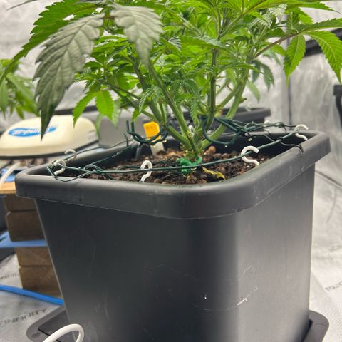 Amsterdam Amnesia  #2 growlog timeline photo