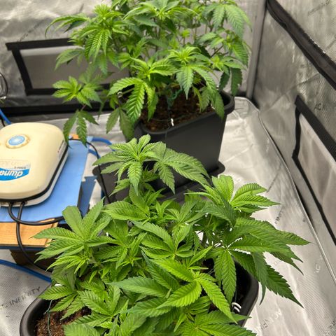 Amsterdam Amnesia  #2 growlog timeline photo