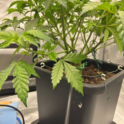 Amsterdam Amnesia  #2 growlog timeline photo