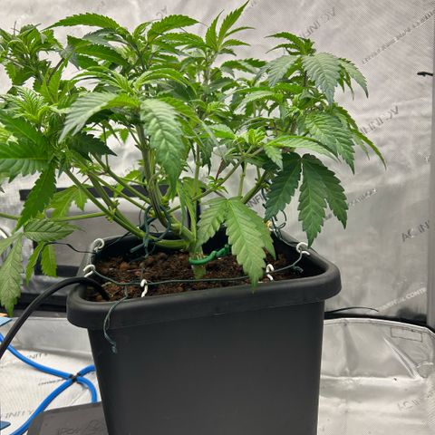 Amsterdam Amnesia  #2 growlog timeline photo