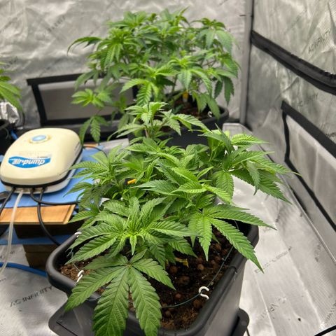 Amsterdam Amnesia  #2 growlog timeline photo