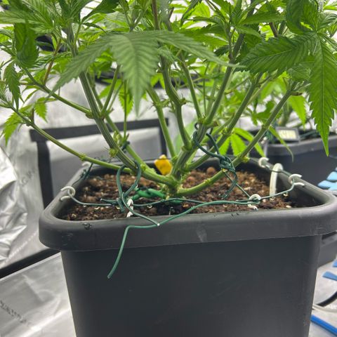 AMG #3 growlog photo: Post pre-flower clean up 