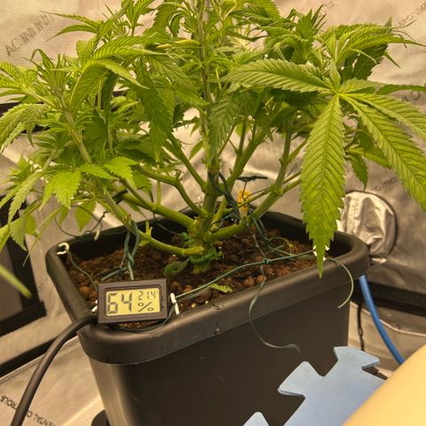 AMG #3 growlog photo: Post pre-flower clean up 