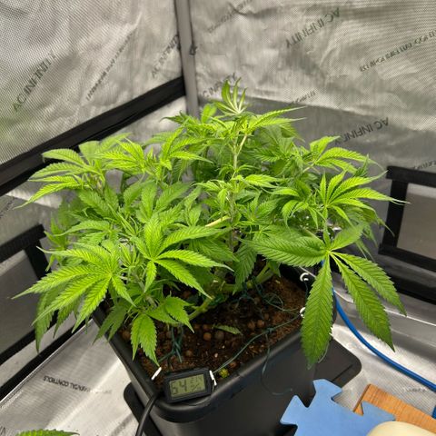 AMG #3 growlog photo: Post pre-flower clean up 